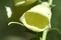 Digitalis grandiflora Mill.